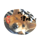 My love seven dog（個別スタンプ：21）