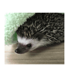 Weary Hedgehog（個別スタンプ：1）
