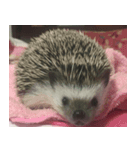Weary Hedgehog（個別スタンプ：2）