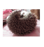 Weary Hedgehog（個別スタンプ：3）