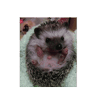 Weary Hedgehog（個別スタンプ：4）