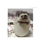 Weary Hedgehog（個別スタンプ：6）