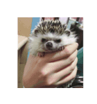 Weary Hedgehog（個別スタンプ：7）