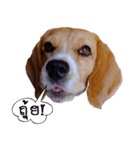 Shoyu The Beagle（個別スタンプ：1）