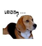 Shoyu The Beagle（個別スタンプ：3）