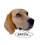 Shoyu The Beagle（個別スタンプ：6）