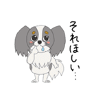 わたしのパピヨン（個別スタンプ：1）