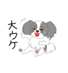 わたしのパピヨン（個別スタンプ：4）