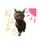 猫のミーシャ（個別スタンプ：8）