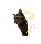 猫のミーシャ（個別スタンプ：10）