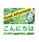 多肉植物の言葉(日本語と英語)（個別スタンプ：2）