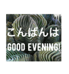 多肉植物の言葉(日本語と英語)（個別スタンプ：3）