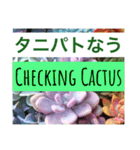 多肉植物の言葉(日本語と英語)（個別スタンプ：10）