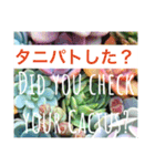 多肉植物の言葉(日本語と英語)（個別スタンプ：11）