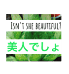 多肉植物の言葉(日本語と英語)（個別スタンプ：18）