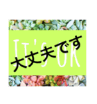 多肉植物の言葉(日本語と英語)（個別スタンプ：29）