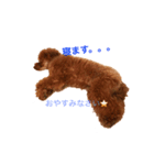 トイプードルおてんばチョコ（個別スタンプ：4）
