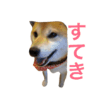 柴犬と白い雑種犬-16（個別スタンプ：15）