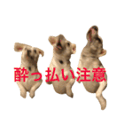 柴犬と白い雑種犬-16（個別スタンプ：34）