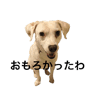 柴犬と白い雑種犬-16（個別スタンプ：35）