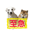 柴犬と白い雑種犬-16（個別スタンプ：39）