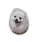 momofamily 1（個別スタンプ：6）
