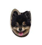momofamily 1（個別スタンプ：8）