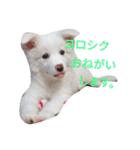 わたあめちゃん（白い犬）（個別スタンプ：1）