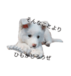 わたあめちゃん（白い犬）（個別スタンプ：3）