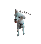 わたあめちゃん（白い犬）（個別スタンプ：4）