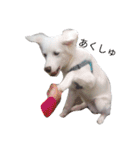 わたあめちゃん（白い犬）（個別スタンプ：5）