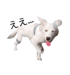わたあめちゃん（白い犬）（個別スタンプ：6）