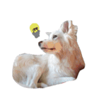 わたあめちゃん（白い犬）（個別スタンプ：7）