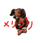 わたあめちゃん（白い犬）（個別スタンプ：8）