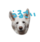 わたあめちゃん（白い犬）（個別スタンプ：9）