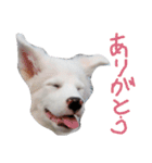 わたあめちゃん（白い犬）（個別スタンプ：10）