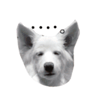 わたあめちゃん（白い犬）（個別スタンプ：11）