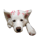 わたあめちゃん（白い犬）（個別スタンプ：13）