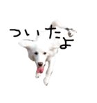 わたあめちゃん（白い犬）（個別スタンプ：14）