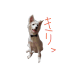 わたあめちゃん（白い犬）（個別スタンプ：16）