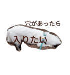 わたあめちゃん（白い犬）（個別スタンプ：17）