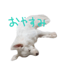 わたあめちゃん（白い犬）（個別スタンプ：18）