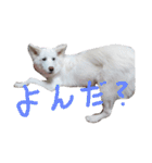 わたあめちゃん（白い犬）（個別スタンプ：21）