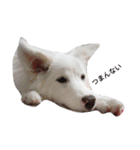 わたあめちゃん（白い犬）（個別スタンプ：22）