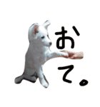 わたあめちゃん（白い犬）（個別スタンプ：23）