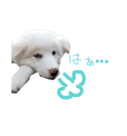 わたあめちゃん（白い犬）（個別スタンプ：25）
