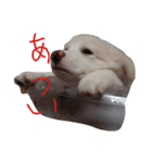 わたあめちゃん（白い犬）（個別スタンプ：26）