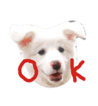 わたあめちゃん（白い犬）（個別スタンプ：27）