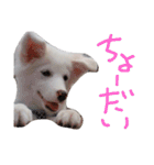 わたあめちゃん（白い犬）（個別スタンプ：30）