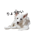 わたあめちゃん（白い犬）（個別スタンプ：31）